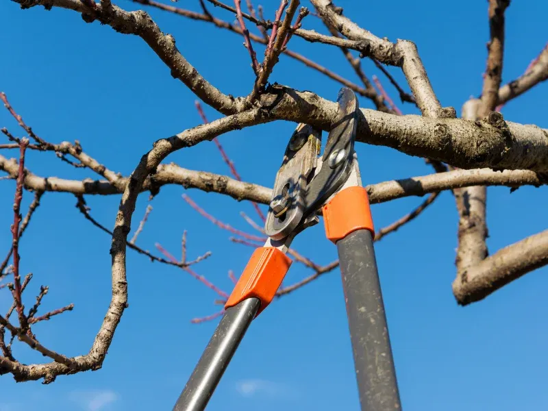 Pruning loppers cutting a bare branch against a blue sky