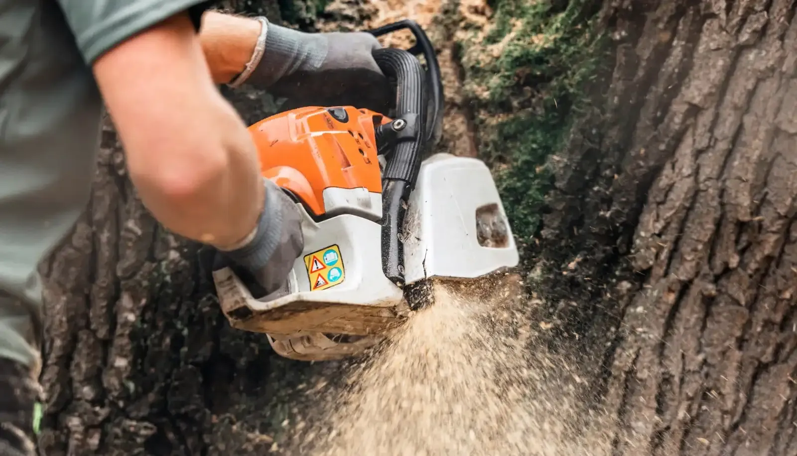 Chainsaw cutting through a tree trunk during a tree service job in Asbury Park, NJ