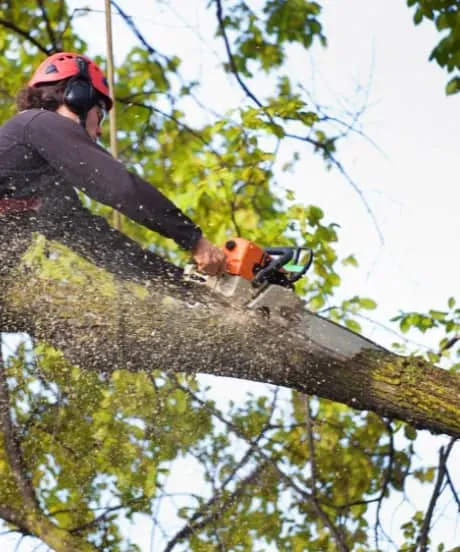 Tree worker cutting a large limb with a chainsaw