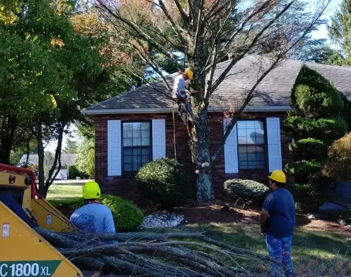 Tree service crew and wood chipper working on trees beside a brick house