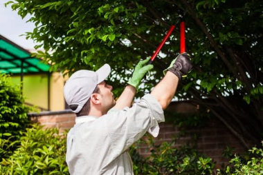 Image of a tree pruning activity taking place in Asbury Park, NJ, showing a person using pruning shears to trim tree branches for better growth and shape.