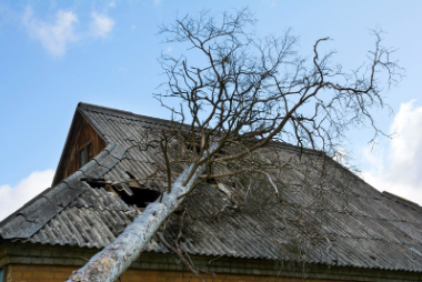 Image of a fallen tree on a barn in Asbury Park, NJ, caused by a storm. The tree trunk and branches are resting on the roof of the barn, with debris scattered around the area.