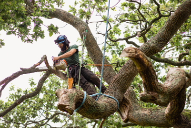 A picture of an arborist harnessed in a large tree cutting off tree limbs in Asbury Park, NJ