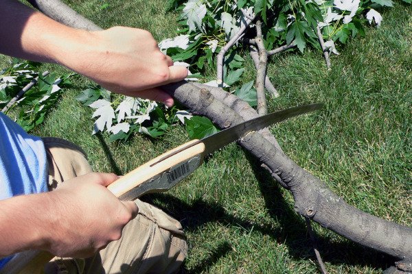 Close-up of a hand holding pruning shears and carefully trimming branches of a tree in Neptune, New Jersey.