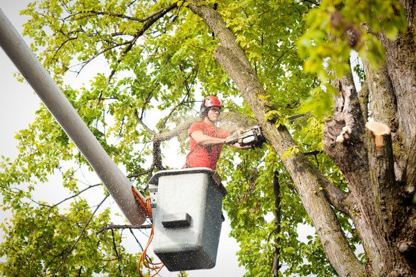 A tree service worker wearing an orange shirt and safety gear is extended high up from a crane using a chainsaw to cut a large tree in Neptune Township, NJ. Sawdust is flying from the tree.