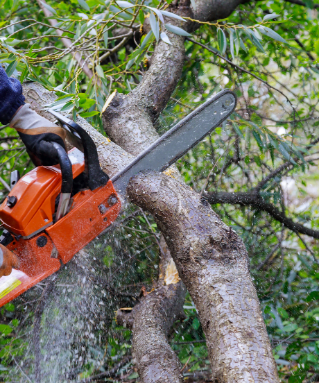 Close-up of a Chainsaw Cutting a Tree - Tree Company Asbury Park, NJ.
