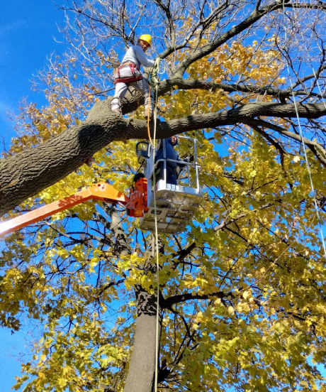 Man Harnessed in a Tree and Another Man in a Crane Removing a Large Tree Limb - Tree Service Near Me Asbury Park, NJ.