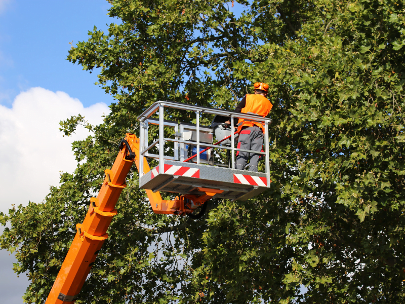 Man in an Orange Crane Cutting a Tree - Tree Cutting Asbury Park, NJ.