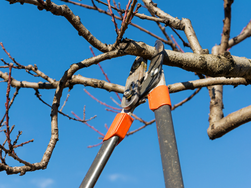 Close-up of Pruning Shears Pruning a Tree - Tree Pruning Asbury Park, NJ.